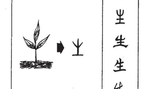 春牙的吃法-春牙的功效与作用及禁忌症、春芽菜的功效与作用 -春牙的功效网