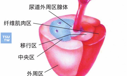 春牙的功效与作用及禁忌症、春芽菜的功效与作用 -春牙的功效网