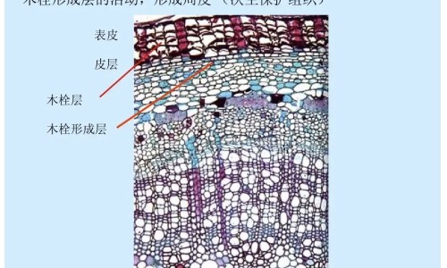 春牙的功效与作用及禁忌症、春芽菜的功效与作用 -春牙的功效网